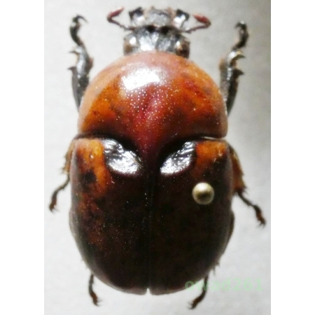 Peperonota harringtoni Westwood, 1847 male +20mm Thailand39
